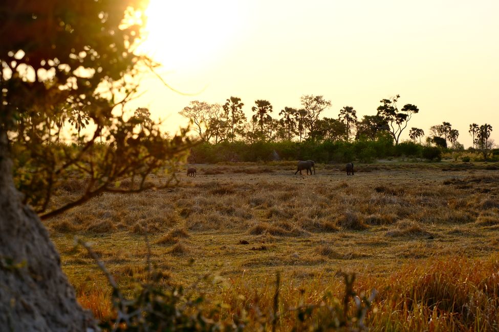 Okavango Delta 🇧🇼