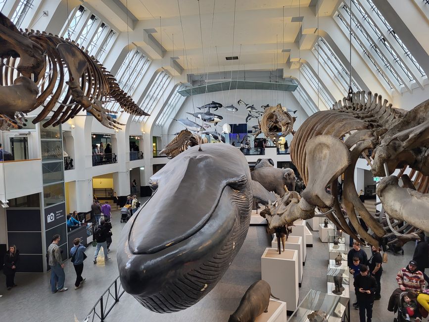 Ausstellung zu Meeressäugern