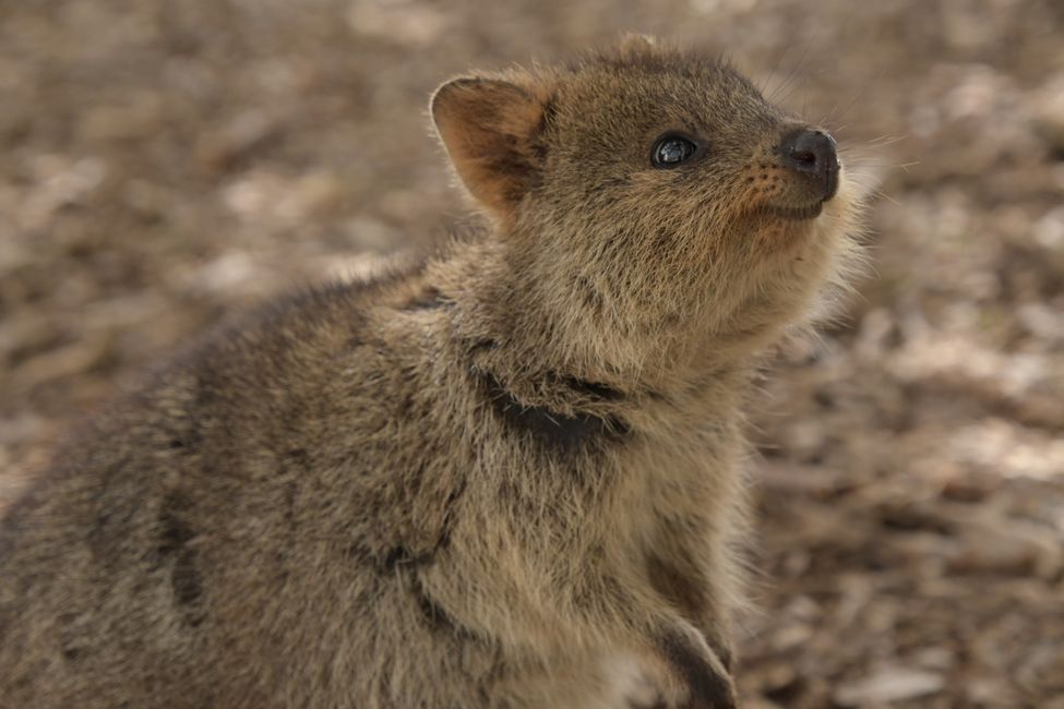 Rottnest Island - Quokka / Quokka