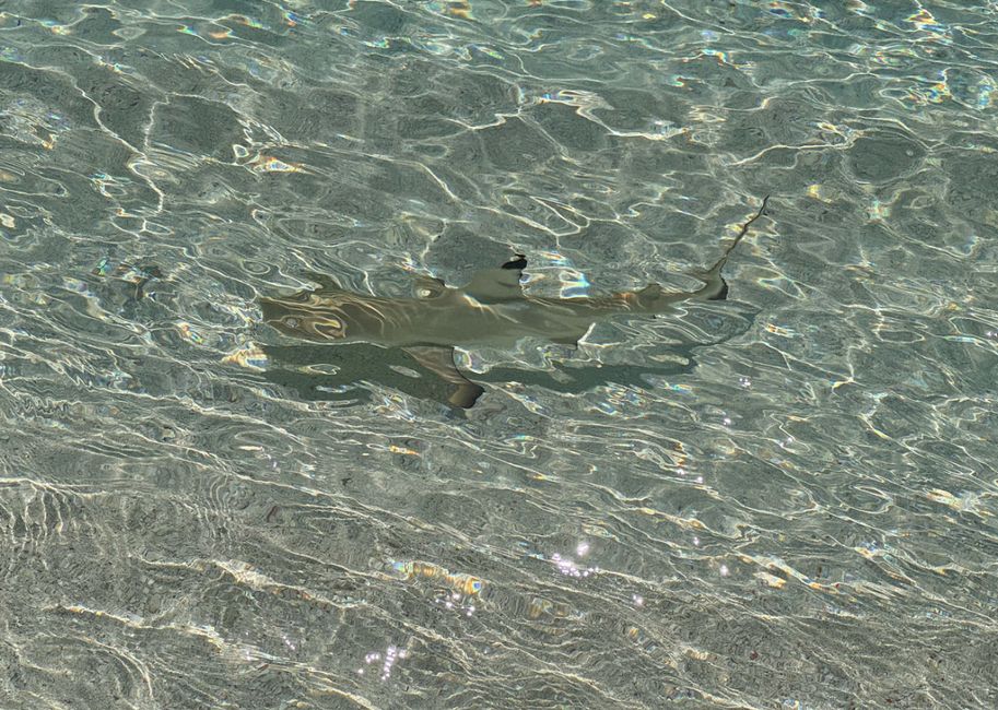 10 Días en Thundufushi - Un Viaje a Través de Aguas Azules, Jardines de Coral y Momentos de Quietud