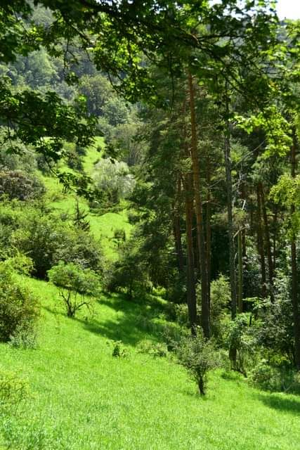 * * * Juniper Grove and Rock Face: a hike in the wild beauty of the Lochen Pass * * *