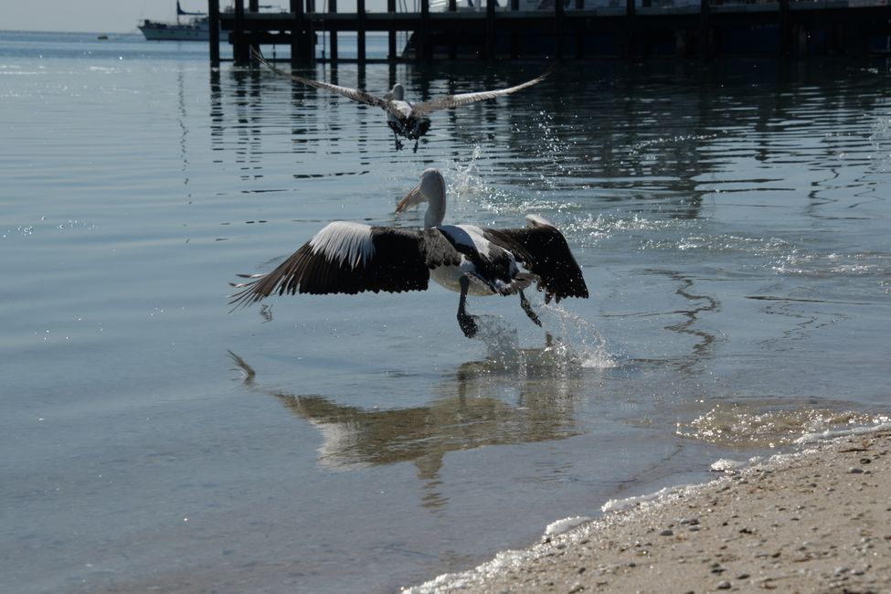 Shark Bay - Pelikane / Pelicans