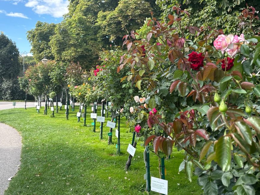 Viena