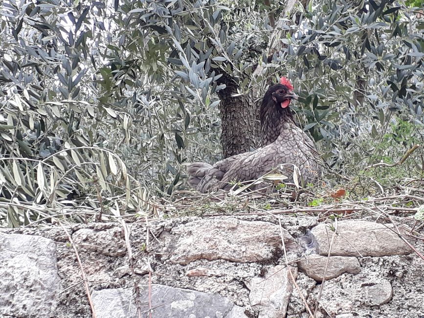 The hen still has a lot to do before Easter.