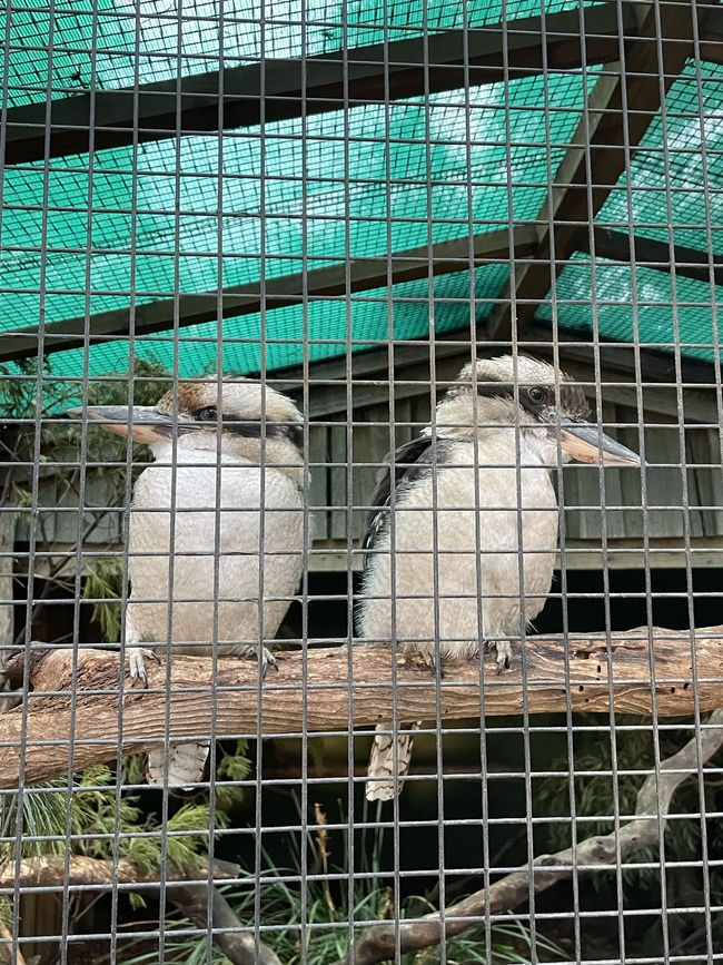 kookaburra 'Hans che ride'