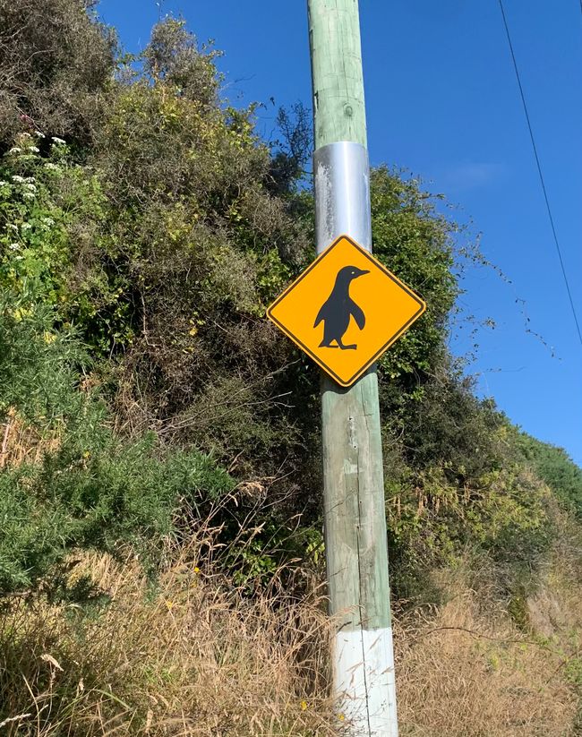 Dunedin and Taiaroa Head