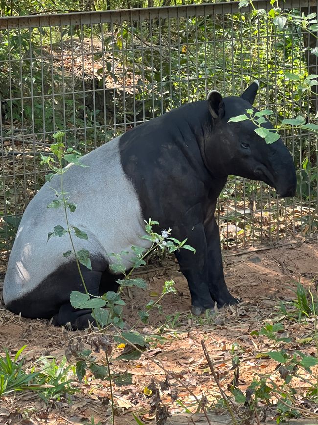 Tag 16 - Phu Quoc: Tierische Higloghts und glitzerndes Einhorn