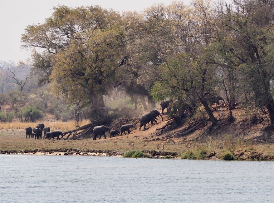 Breakfast with the Hippos