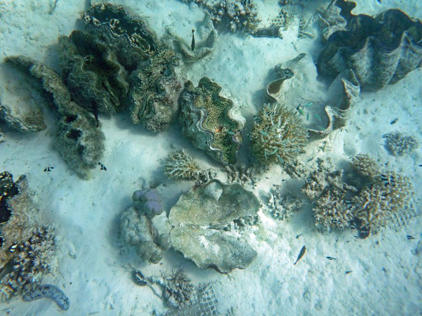Arutanga - Aitutaki (Isole Cook)