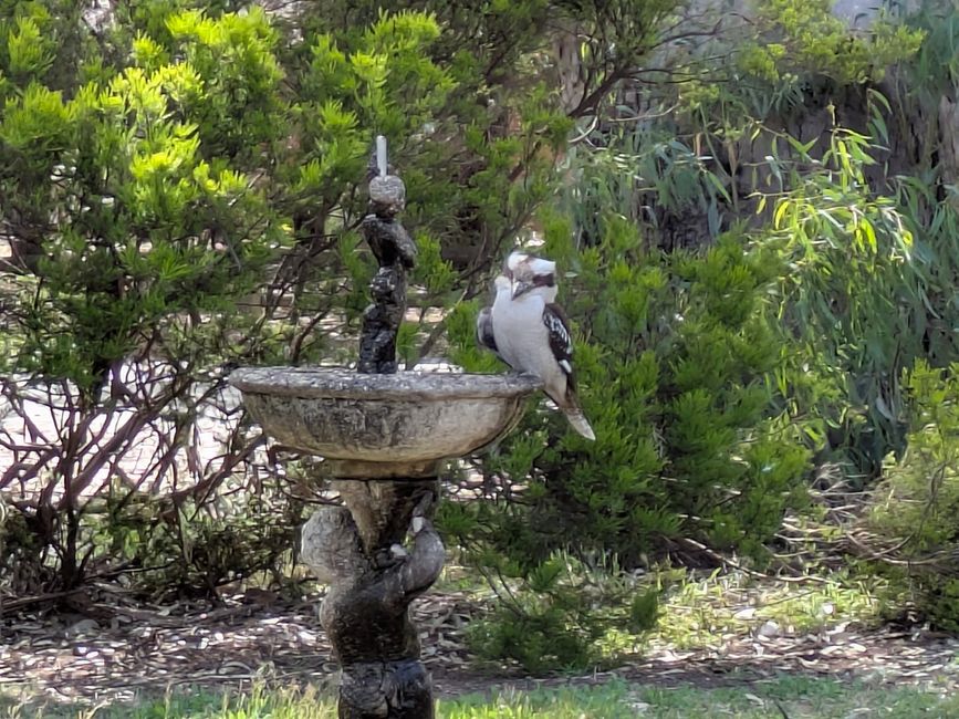 Kookaburra an der Tränke