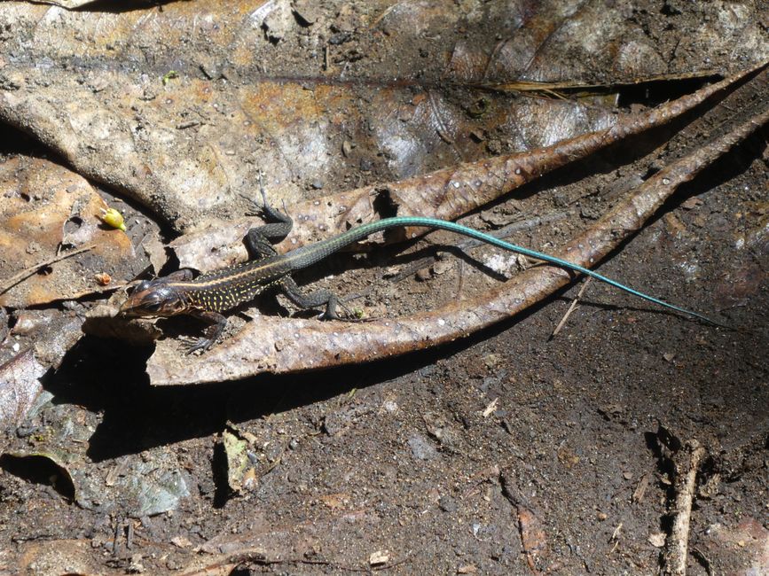 Lizard on the Jaguar Trail Tortugero National Park