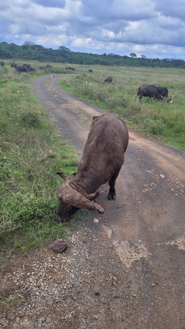 Nairobi Nationalpark - Safari zum Abschluss