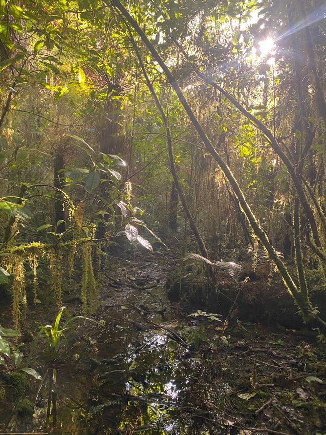 Verso Karamea