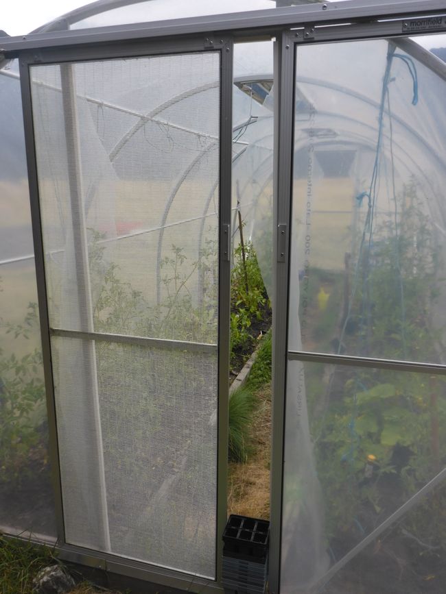 Die Tomaten gießen