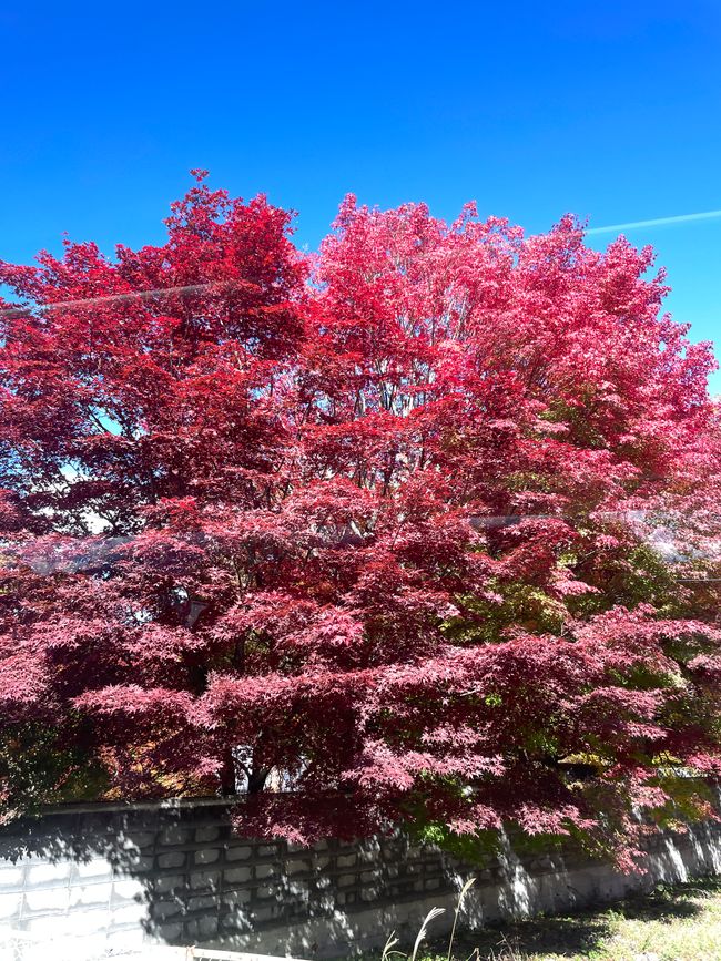 6. Ausflug zum Koli von Japan oder : Schon wieder ne fast-Katastrophe