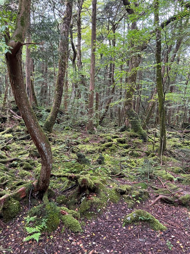 Höhlenbesichtigung beim Fuji