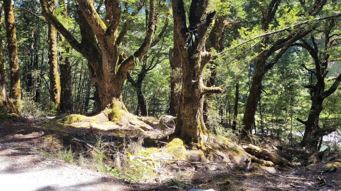 29.Januar-27.februar 2025 Neuseeland
12.Februar