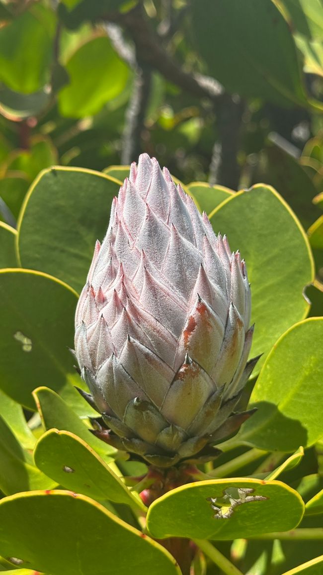 Ciudad del Cabo – Monte de la Mesa, Bo-Kaap y Green Point