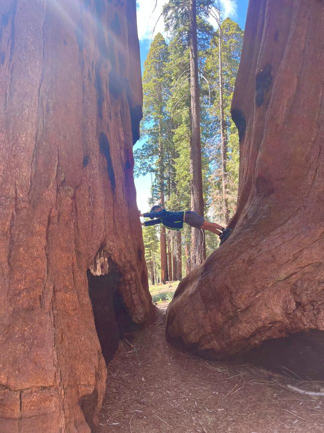 Giganteschi giganti nella Sequoia