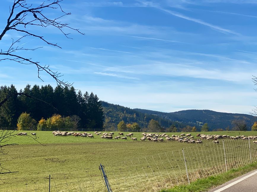 - die sich dann wieder über die Wiese davonmachte.