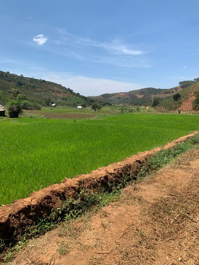 Reisfelder im nirgendwo 