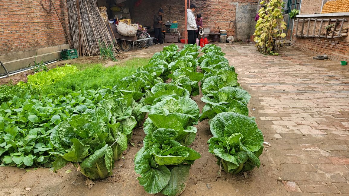 Chinese cabbage