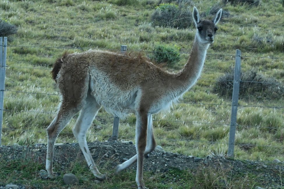 Torres del Paine