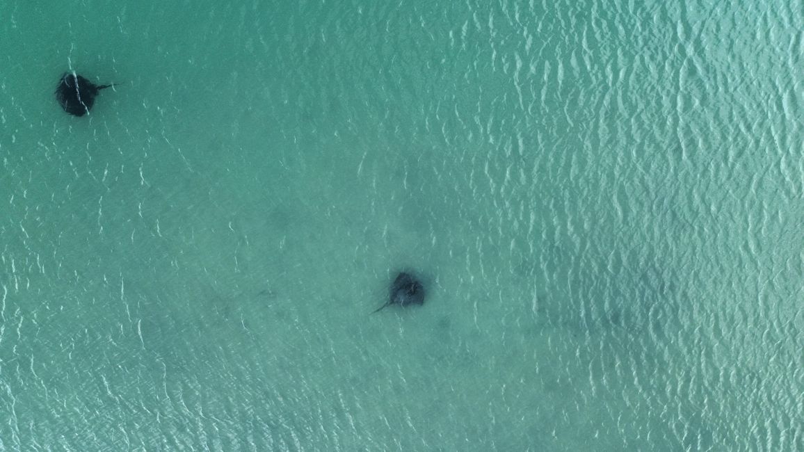 鸟瞰沙鲨