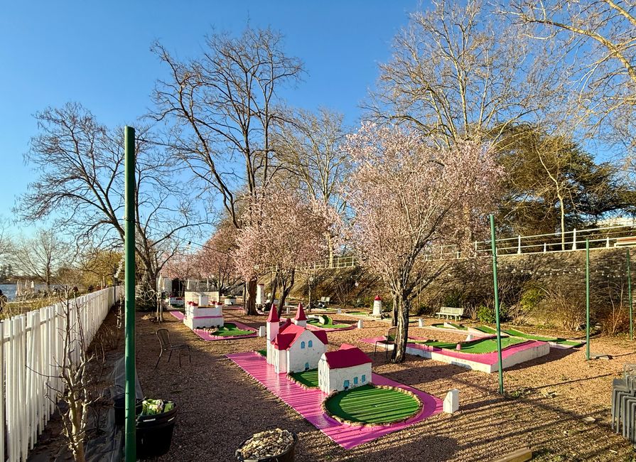Ciruelas silvestres florecen en el tono del mini golf.