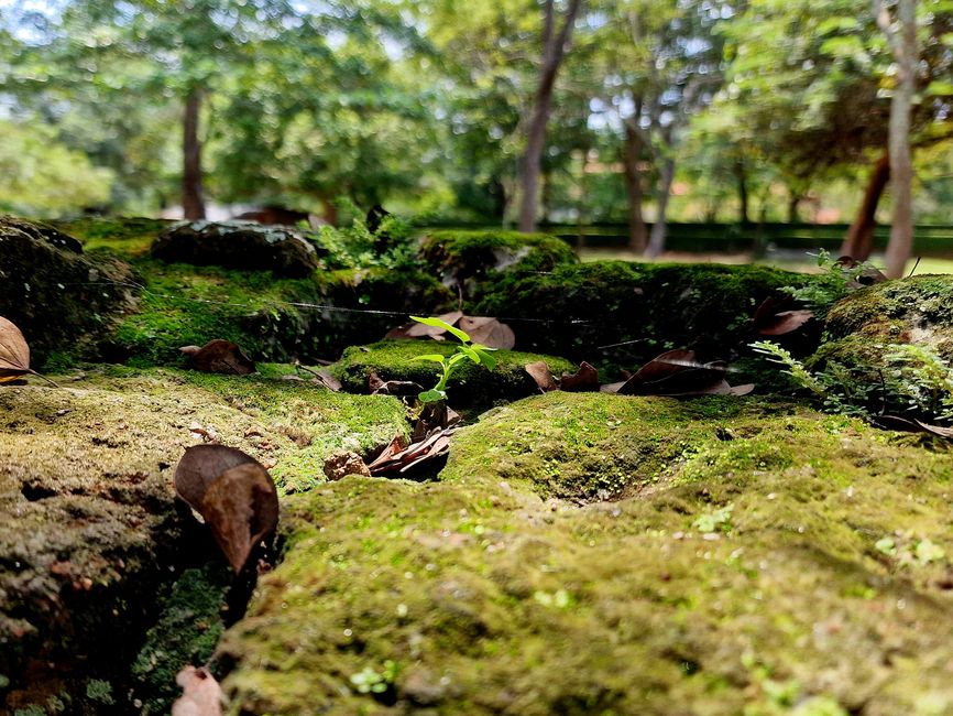 Polonnaruwa - 1000 años de historia y algo aprendido.