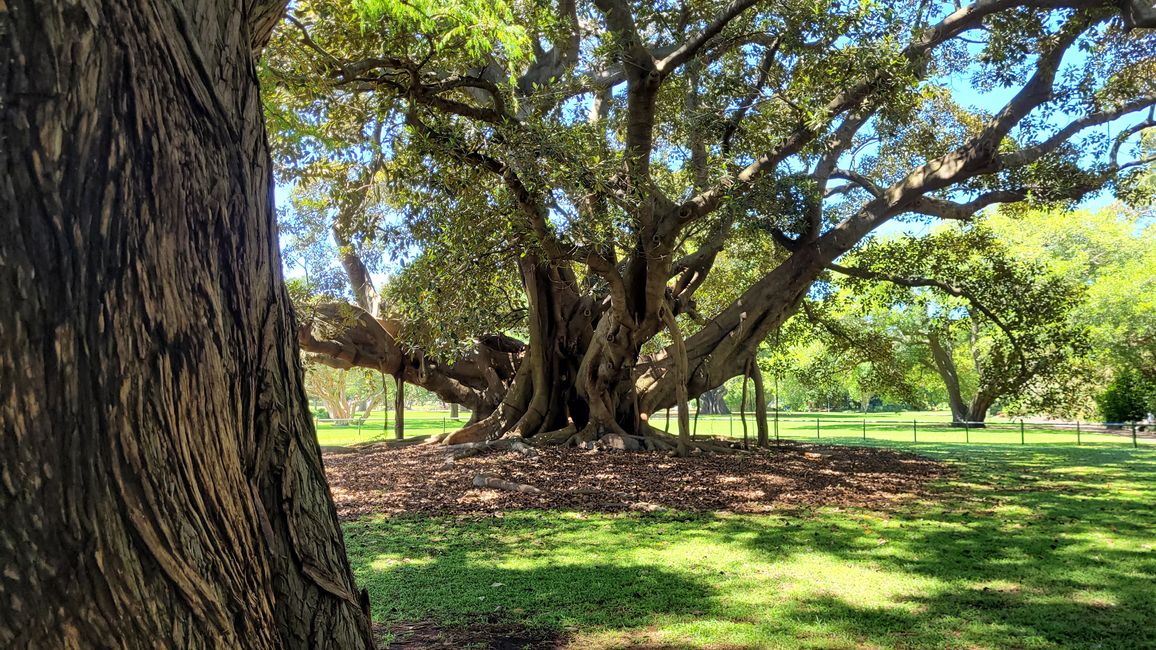 Heute königliches Programm – Royal Botanical Garden in Sydney