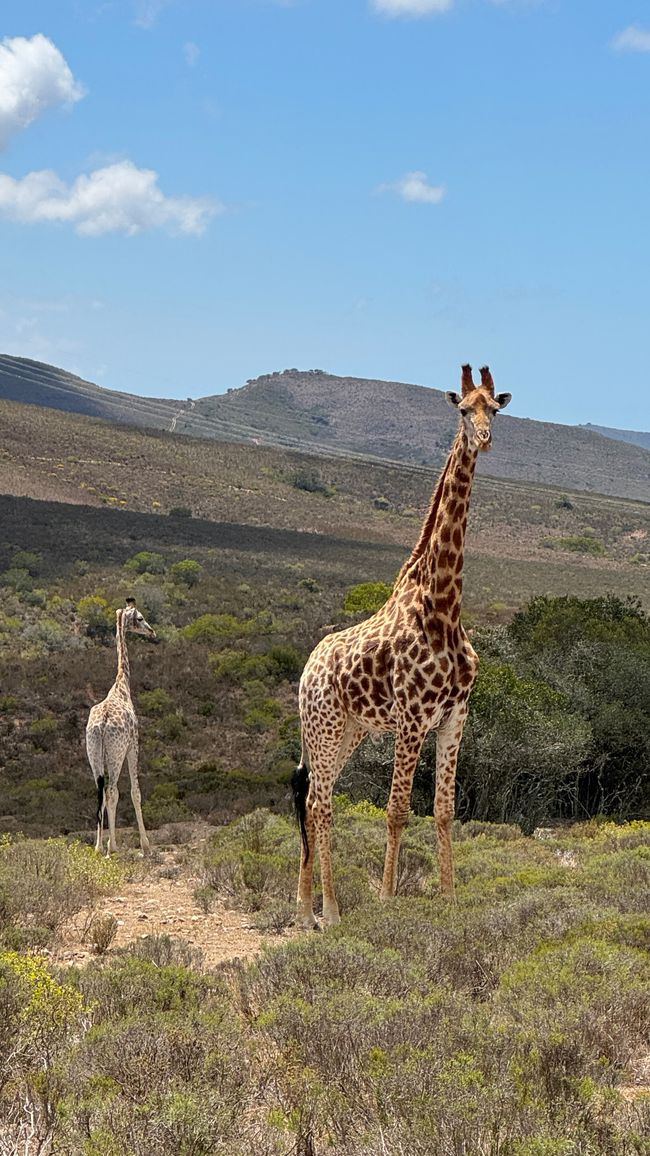 Safari 