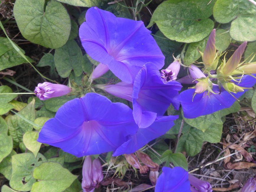 2025-08-12 Terceria, Angra