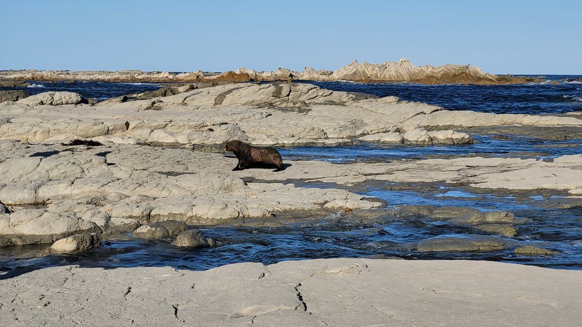 "Animal Watching" in Kaikoura – Part One