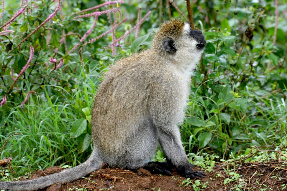 pequeño babuino mojado