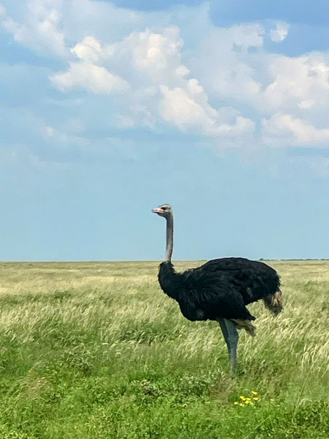 El Parque Nacional Etosha