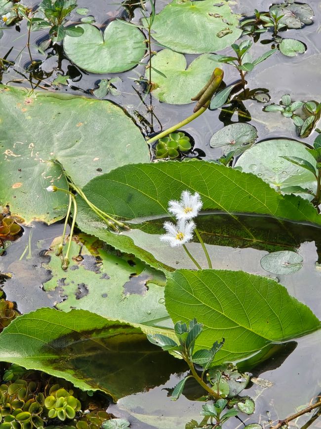 Alles kommt anders... - oder: Die Tempelanlagen von Angkor