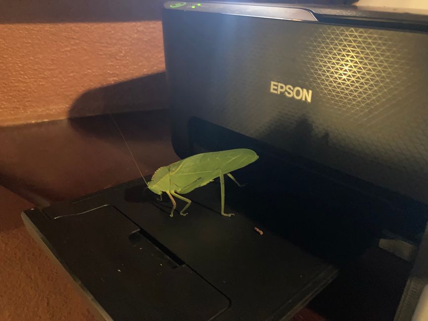 Stampante Epson e insetto fogliare😂