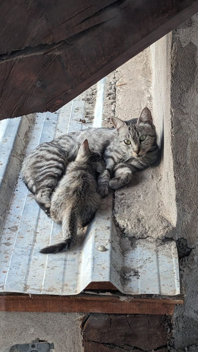 Région viticole Maipu/ Mendoza