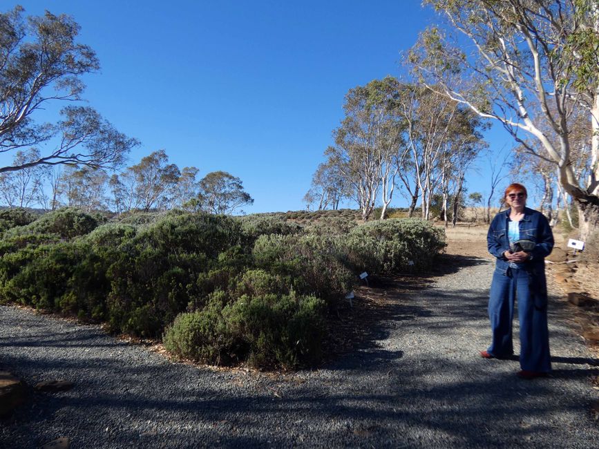 Tanunda, Barossa Valley