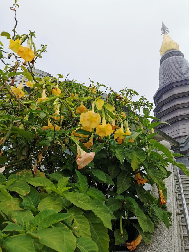 ……在盛开的花园里……