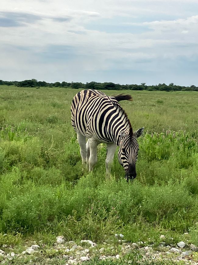 El Parque Nacional Etosha