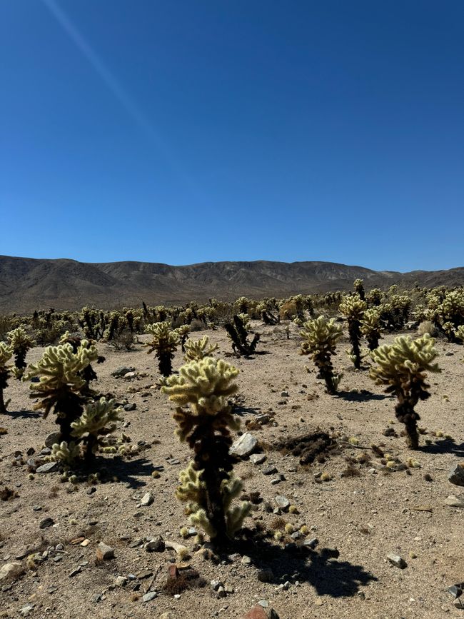 26.09. Joshua Tree Park