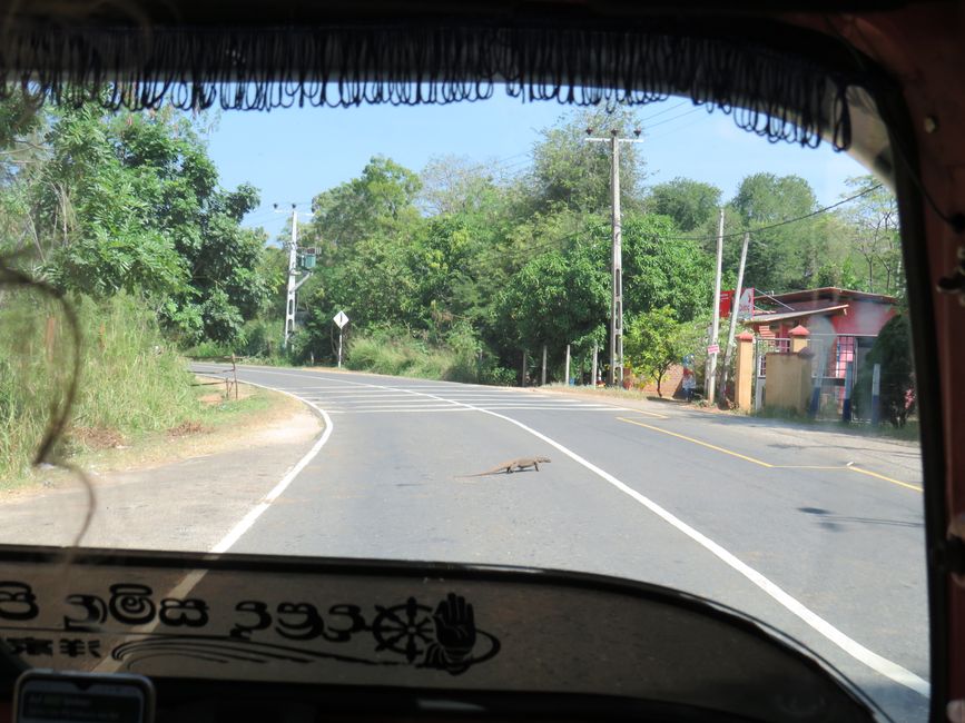 Udawalawa - Safari avec des éléphants
