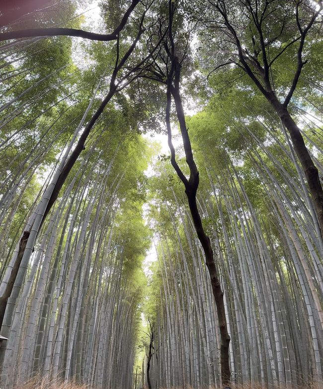 Bamboo forest