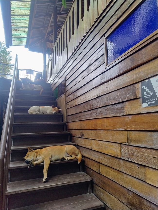 Stair Dogs