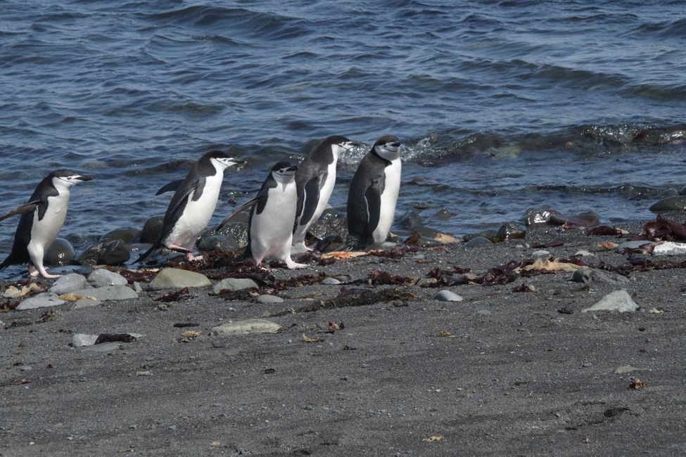 Zügelpinguine / Chinstrap penguins