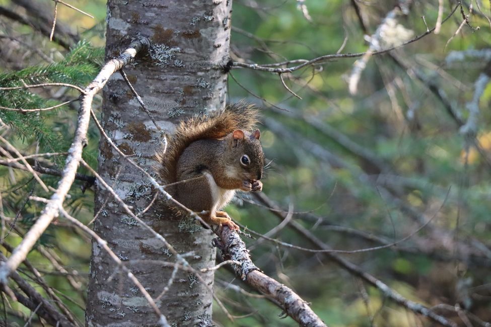 Red Squirrel