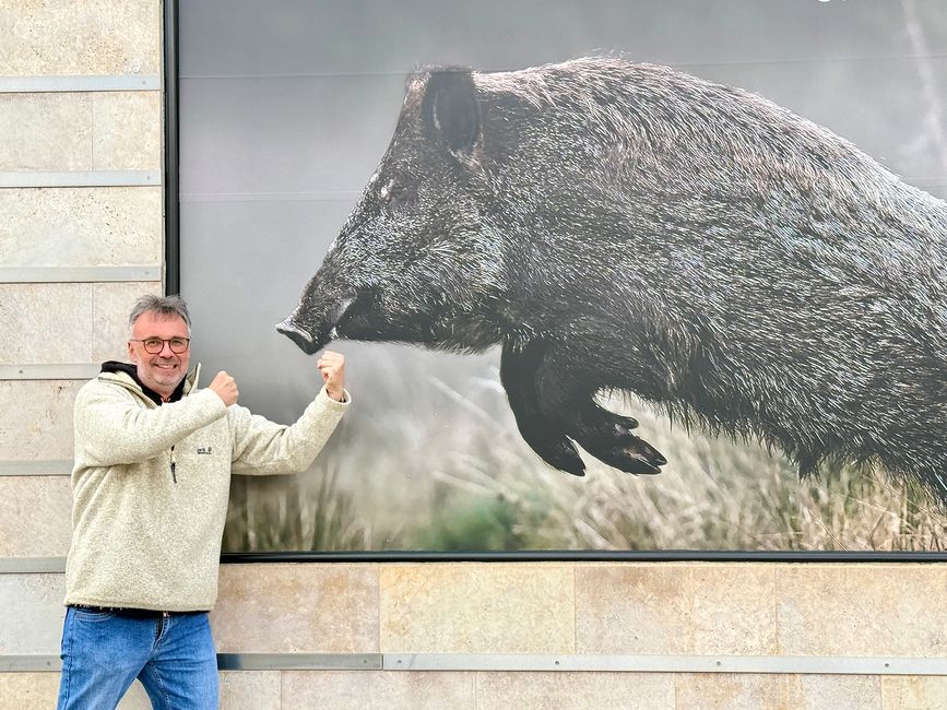 Memories of a missed wild boar fight.