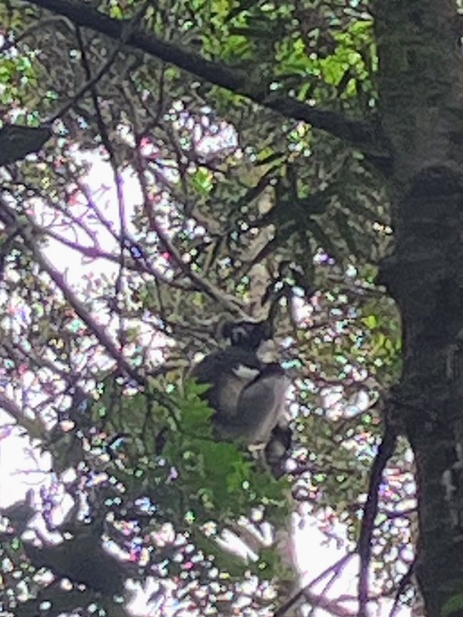 Maravilla de la naturaleza - Parque Nacional Andasibe